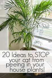 Stop In Your House Plants