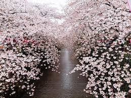 Hoa anh đào Nhật Bản nở là mùa nào trong năm? - Japan.net.vn