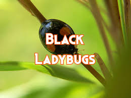 black ladybugs types pictures