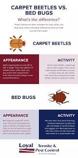 carpet beetle vs bed bug how to tell