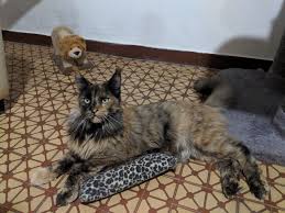 Cat Colours And Patterns Are Deceptive A Maine Coon Colour