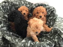 toy poodle in hume area vic dogs