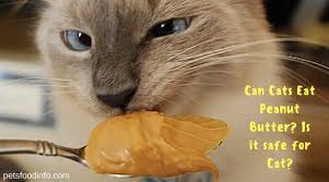 Therefore, cats do well without peanut butter. Cats Archives Pets Food Info