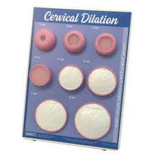Cervical Dilation Easel Display Childbirth Graphics