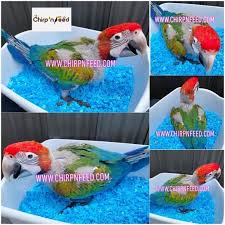 jubilee macaw baby chirp n feed