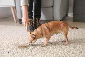 top 9 carpet cleaning tips for pet owners