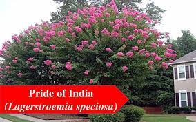 Top 25 Flowering Trees In India