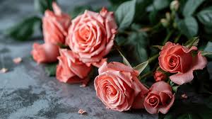 beautiful roses on a gray background a