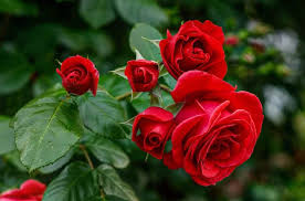 best rose plant foods for your flowers