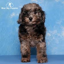 toy poodle puppy adopted in orlando