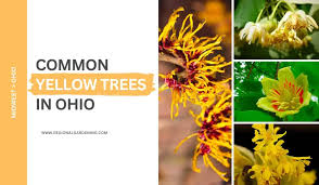 9 common yellow flowering trees in ohio