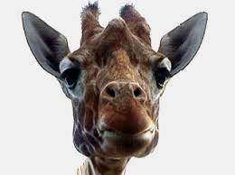 Nosey Giraffe Checking On You John Veldboom