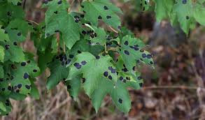 spots on leaves are they bad for your