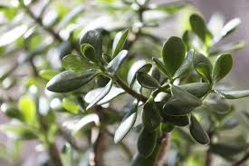 Are Jade Plants Poisonous To Dogs