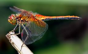 How To Identify A Dragonfly Audubon