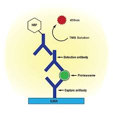 proteasome elisa kit bml pw0575