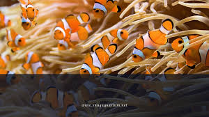what do clownfish eat in an aquarium