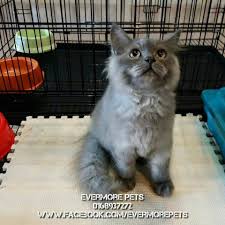 Save up to 50% on big brand pet supplies for cats, dogs and other pets. Blue Persian Kitten For Sale At Evermorepets Kuching Persian Kittens For Sale Kitten For Sale Pets