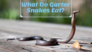 what do garter garden snakes eat