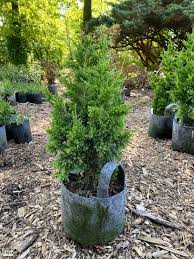 Juniperus Virginiana Green Point 3