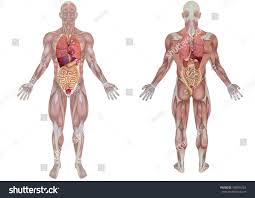 The most obvious organs in the human body are those that are visible on the outside. Human Organs Back View Koibana Info Human Human Anatomy Human Organ