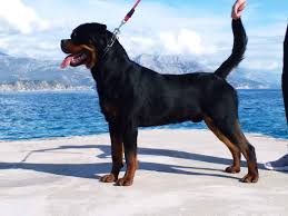 rottweiler tails to dock or not to