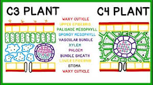 c3 c4 and cam plants do photosynthesis