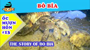 Ốc mượn hồn #13 - Câu chuyện của Bò Bía (Hermit crab #13 - The story of Bo  Bia) - YouTube