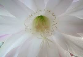 Roses, lilies, liatris, iris, carnations. Sympathy Flowers Etiquette How To Send Condolences