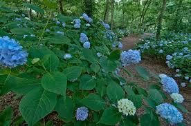 Like all plants, shade perennials need water and the appropriate soil for survival, but they require little to no sun to reach and maintain their full potential. Hydrangeas For Every Garden Official Georgia Tourism Travel Website Explore Georgia Org