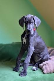 Check out these handsome and very adorable great dane puppies! Top 5 Best Dog Foods For Great Danes 2021 Buyer S Guide