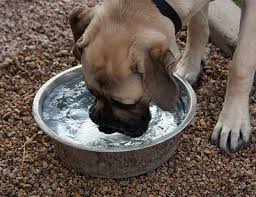 Πόσο νερό χρειάζεται ο σκύλος;