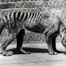 Extinction of thylacine | national museum of australia. Tasmanian Tiger Sightings Prompt Searches In Australia