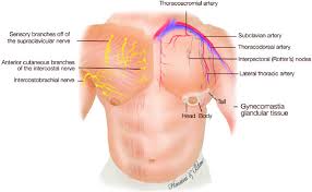 Structures that pass through this area can be. Diagram Illustrating The Male Chest With Its Associated Arteries Download Scientific Diagram