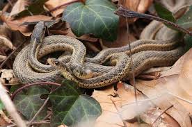 garter snake care thamnophis sp