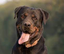 why do rottweilers have eyebrows