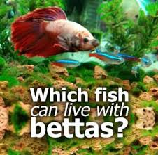 What Fish Can Live With Bettas The Tank Mate Guide