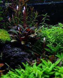 We did not find results for: Flowering Buce From Tropica Aquarium Plants Facebook