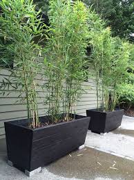 Bamboos To Grow In Containers And Gardens