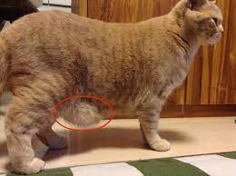 猫のお腹に余ってる皮の名前と、たるんでいる理由 | 猫専門病院の猫ブログ nekopedia ネコペディア