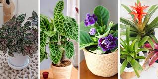 15 Low Light Indoor Plants That Are