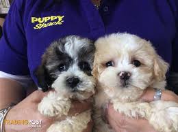 #zuchon #zuchon puppy #shihtzu bichon #cute puppy #winter puppy #puppy and basket. Bichon X Shih Tzu Puppies