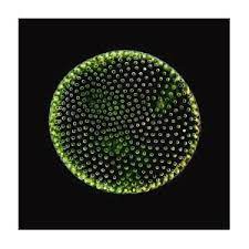 Volvox Green Algae Photograph by Rogelio Moreno/science Photo Library | Pixels