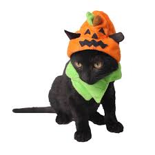Any black black & white or tuxedo brown or chocolate brown tabby calico or dilute calico cream or ivory gray, blue or silver tabby gray or blue orange or red cats for sale who need a home. 2018 Hot Sale Funny Halloween Pet Supplies Factory Spooky Dog Cute Cat Costume Ornaments Trick Pumpkin Hat Holiday Party Decor Dog Accessories Aliexpress