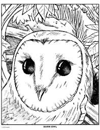 Printable barn coloring pages free for kids and adults. Barn Owl Crayola Com