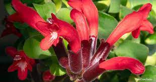lipstick plant care aeschynanthus