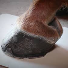 Soft Ride Horse Boot Sizing Horse Boot Size Chart