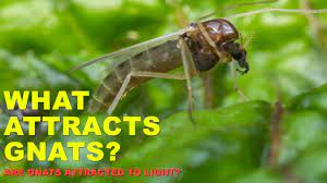 what attracts gnats why are gnats
