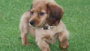 Find a dachshund puppy from reputable breeders near you and nationwide. Dachshund Rescue Tampa Florida Petsidi