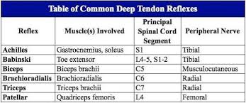 Image Result For Deep Tendon Reflexes Chart Peripheral